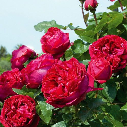 Vörös - Tömvetelt nosztalgia - angolrózsa virágú- magastörzsű rózsafa- csüngő koronaforma